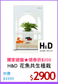 H&D 花魚共生植栽