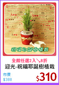 迎光-祝福耶誕樹植栽