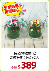 【療癒系寵物花】<BR>
普羅旺斯(小蛋)-2入