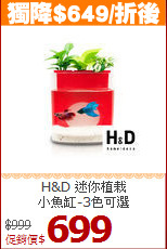 H&D 迷你植栽<br>
小魚缸-3色可選