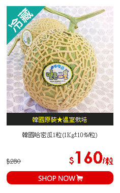 韓國哈密瓜1粒(1Kg±10%/粒)